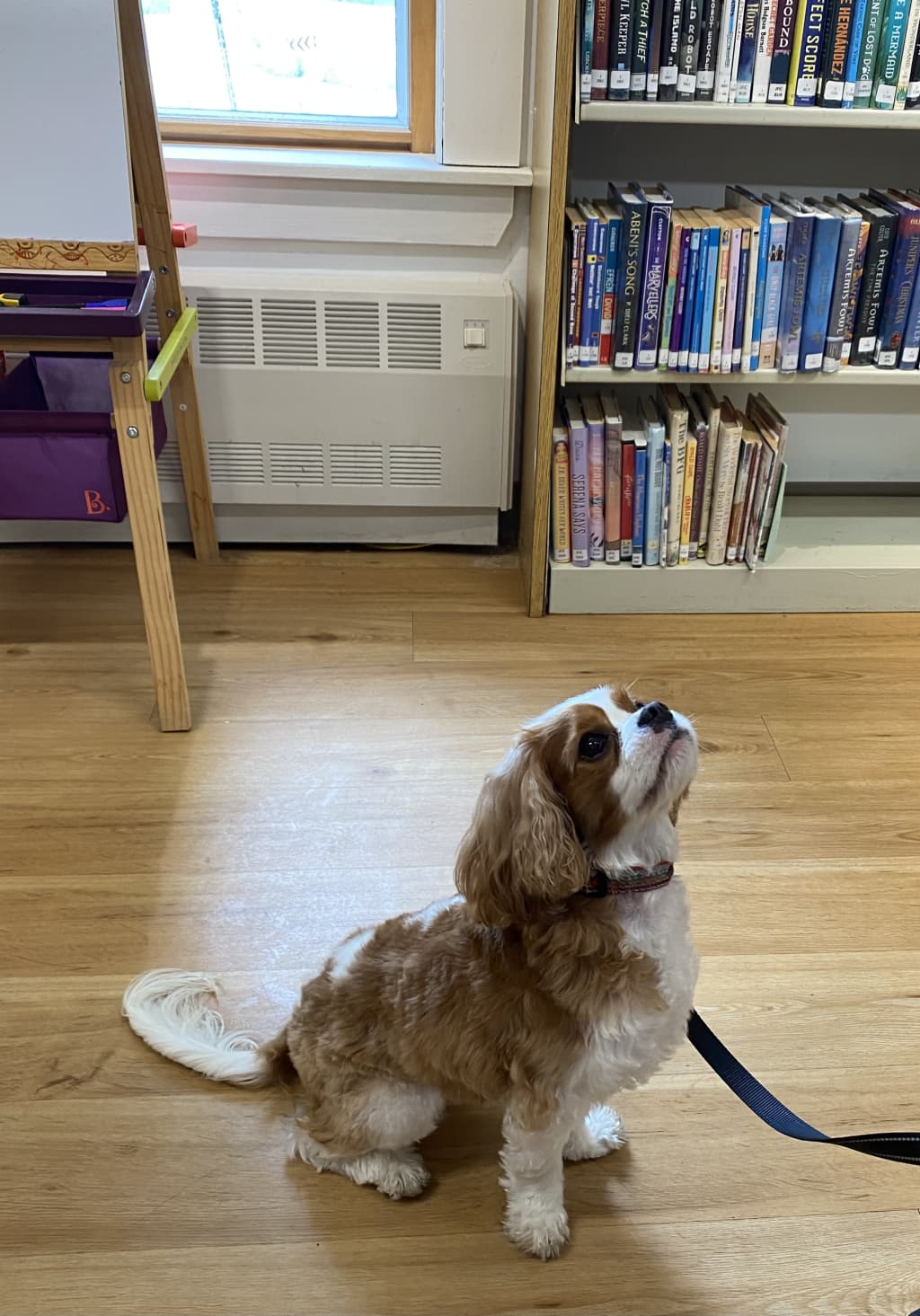 Read to a Dog: Therapy Pup George Library Visit