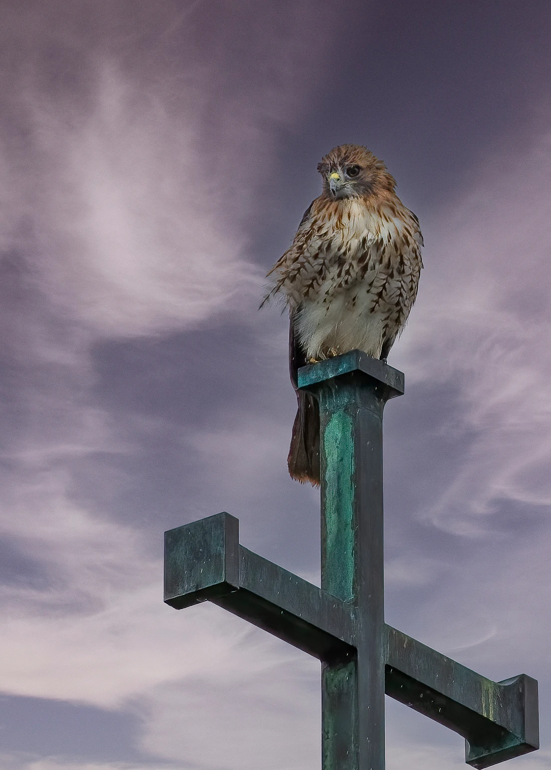 Hawk in Hull Village